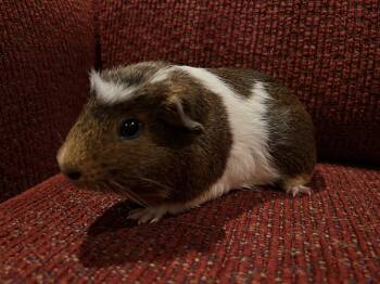 Rescue Guinea Pig Guinea Pigs for Adoption in Wellington, Colorado - Penny | PetCurious